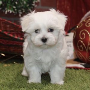 puppies for sale in boca raton