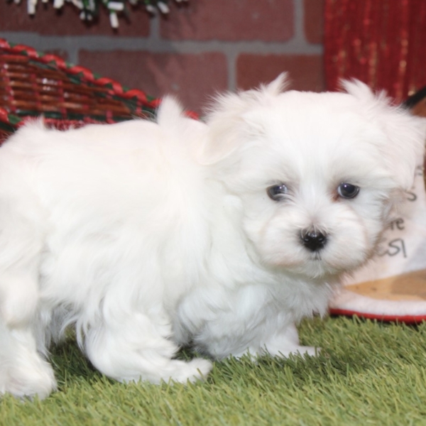 puppies for sale in boca raton