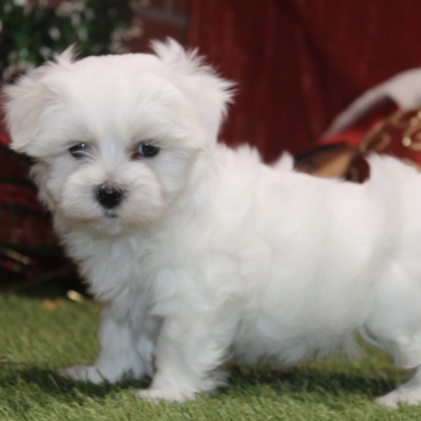 puppies for sale in boca raton