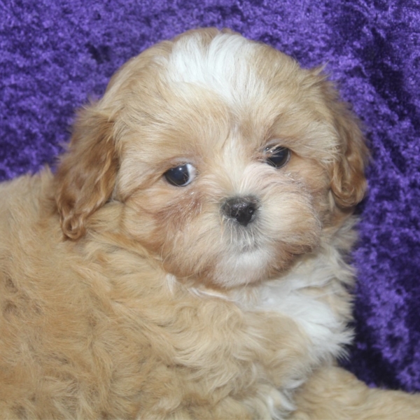 puppies for sale in boca raton