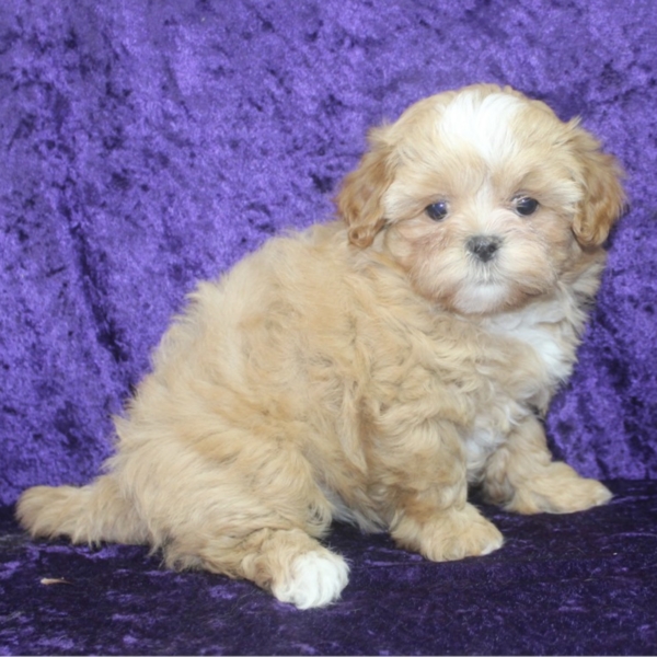 puppies for sale in boca raton