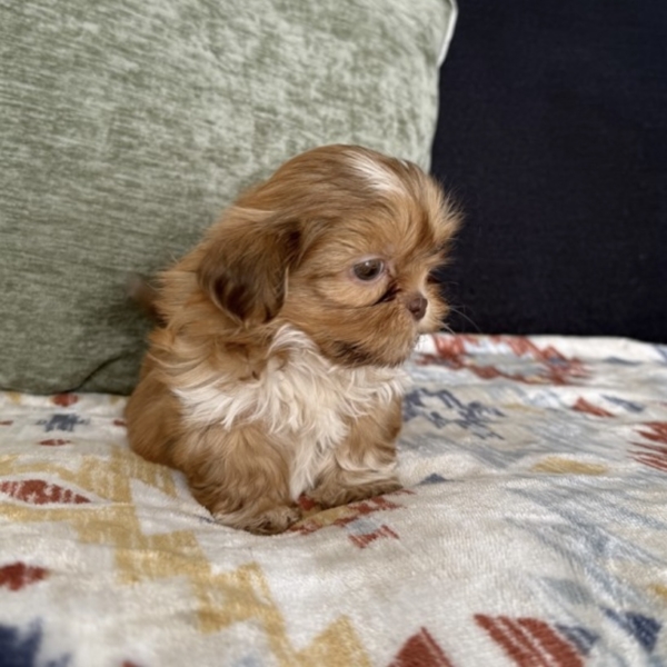 puppies for sale in boca raton