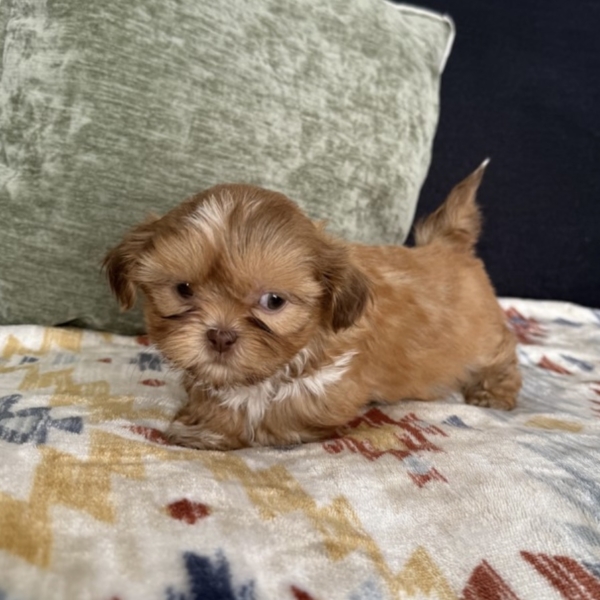 puppies for sale in boca raton