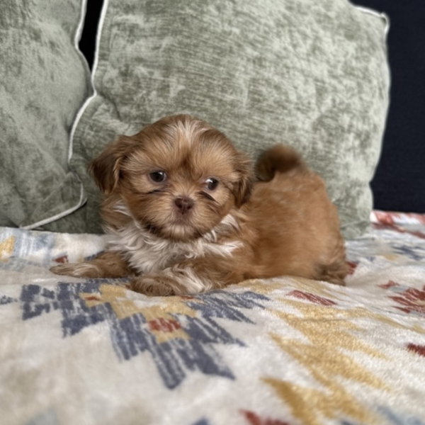 puppies for sale in boca raton