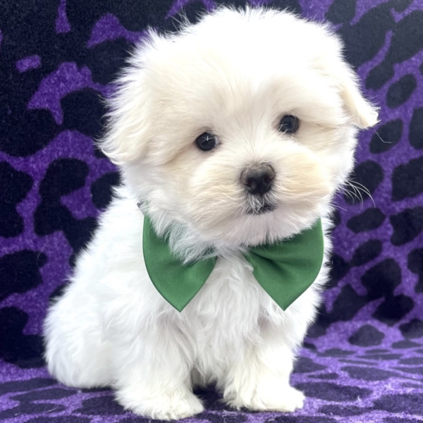 puppies for sale in boca raton