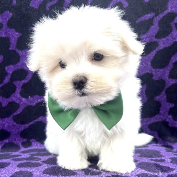 puppies for sale in boca raton