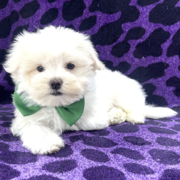 puppies for sale in boca raton