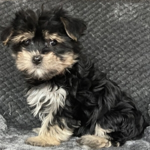 puppies for sale in boca raton