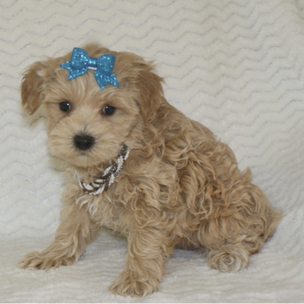 puppies for sale in boca raton