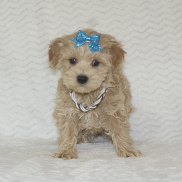 puppies for sale in boca raton