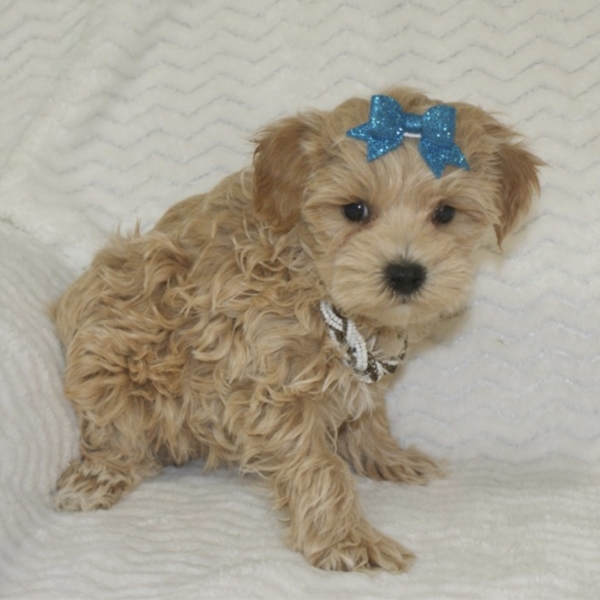 puppies for sale in boca raton