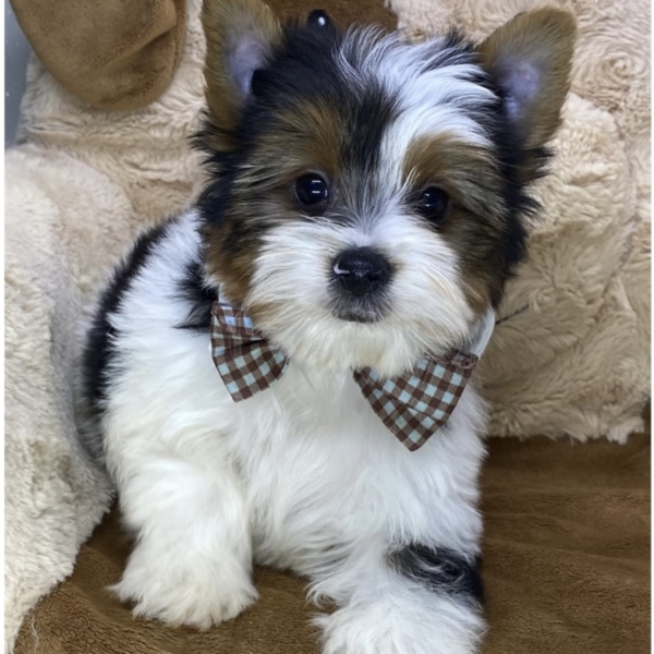 puppies for sale in boca raton