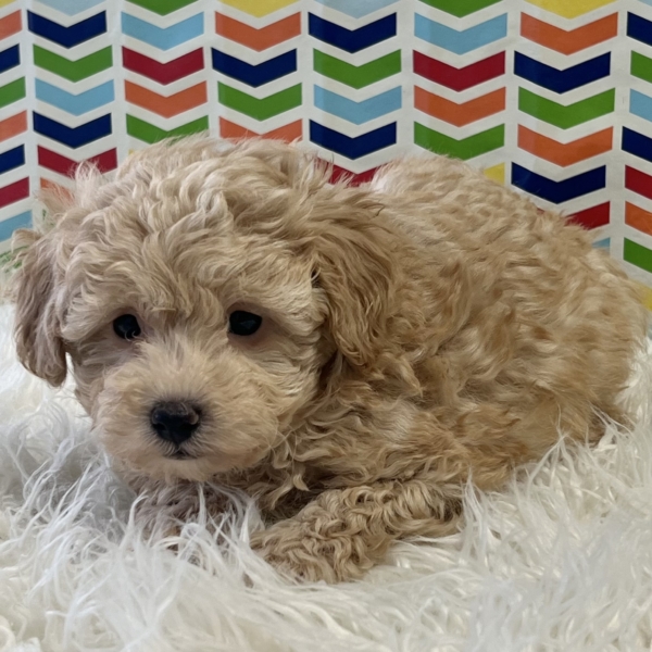 puppies for sale in boca raton