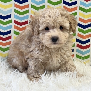 puppies for sale in boca raton