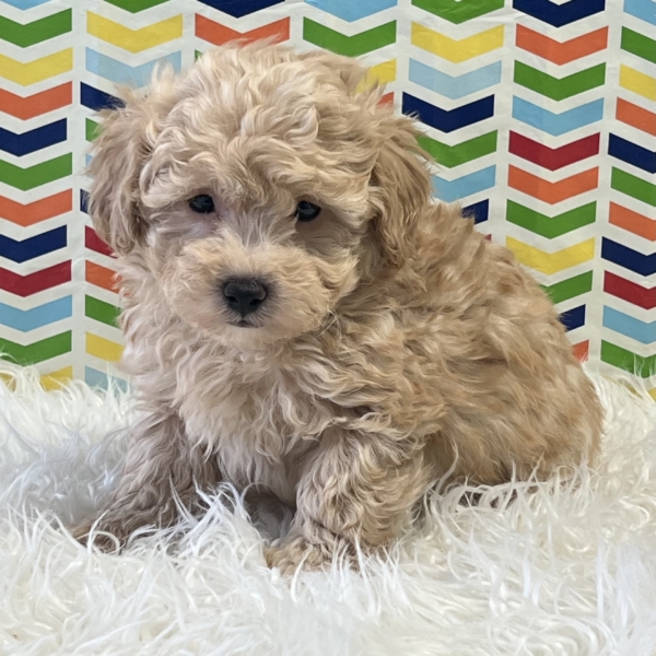 puppies for sale in boca raton