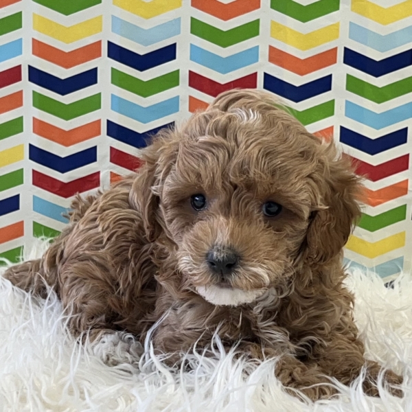 puppies for sale in boca raton