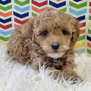 puppies for sale in boca raton