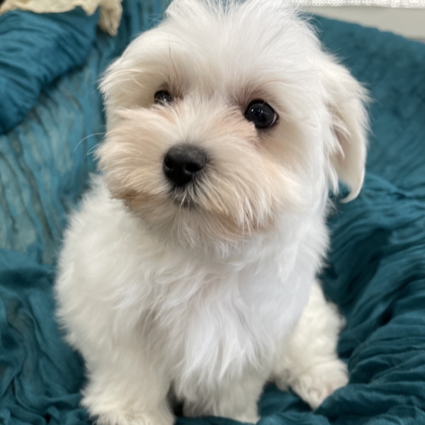 puppies for sale in boca raton