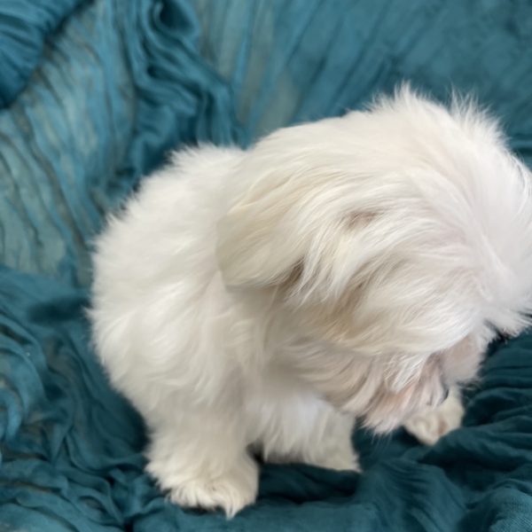 puppies for sale in boca raton