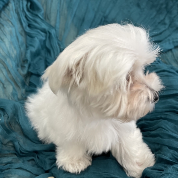 puppies for sale in boca raton