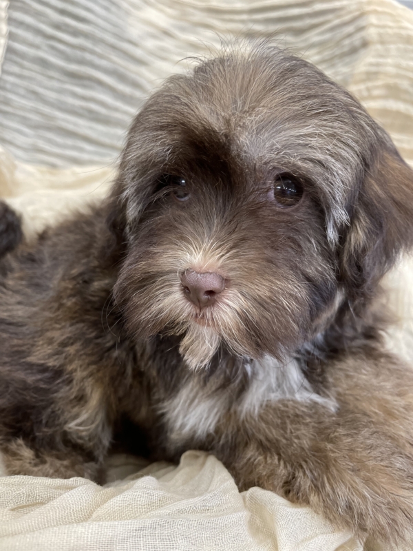 puppies for sale in boca raton