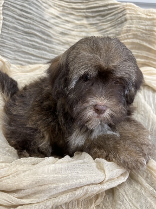 puppies for sale in boca raton