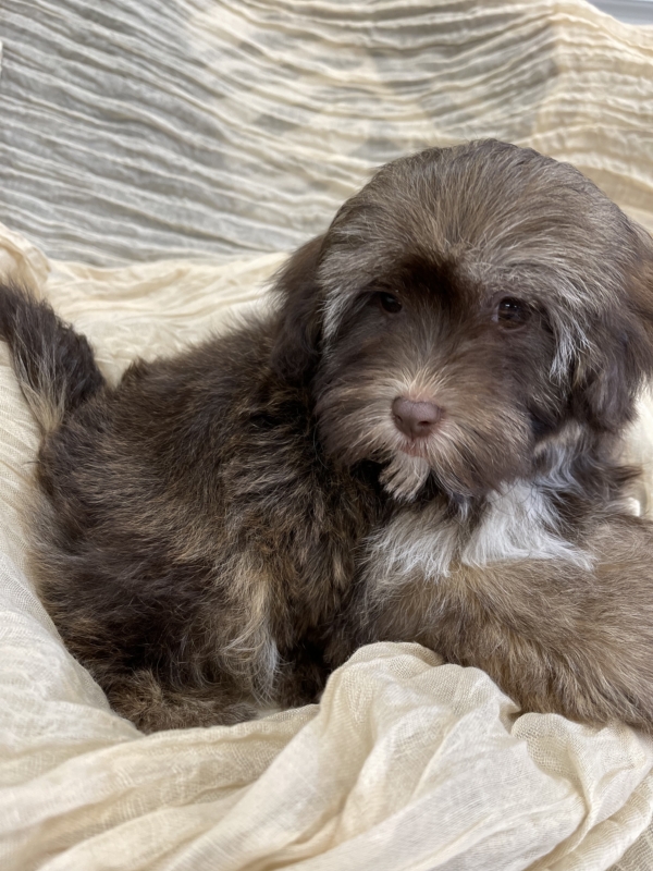 puppies for sale in boca raton