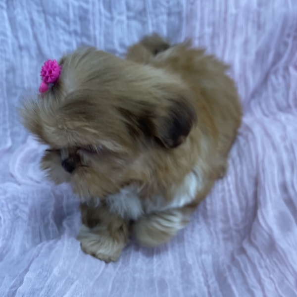 puppies for sale in boca raton