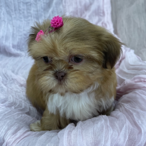 puppies for sale in boca raton