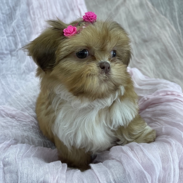 puppies for sale in boca raton