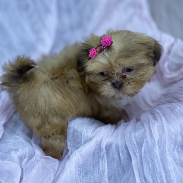 puppies for sale in boca raton