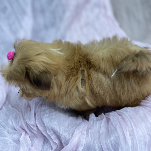 puppies for sale in boca raton