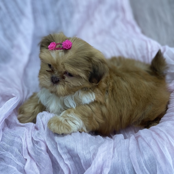 puppies for sale in boca raton