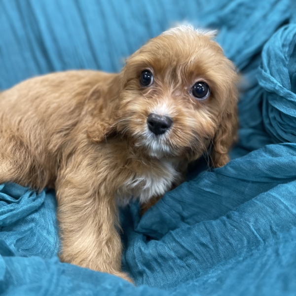 puppies for sale in boca raton