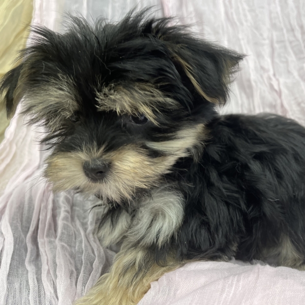 puppies for sale in boca raton