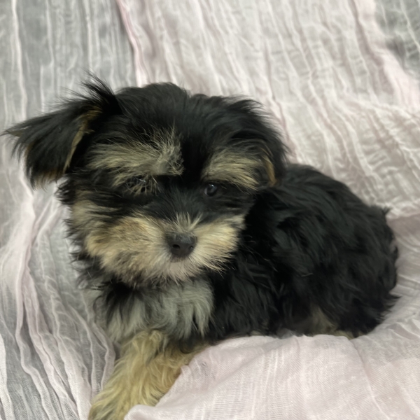 puppies for sale in boca raton