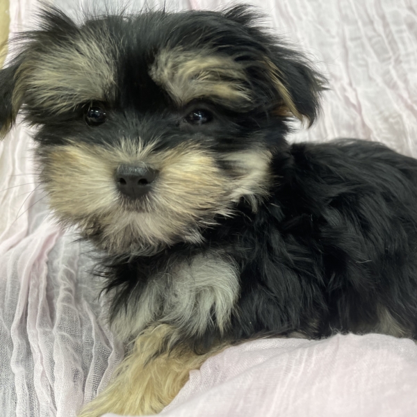 puppies for sale in boca raton