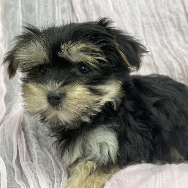 puppies for sale in boca raton