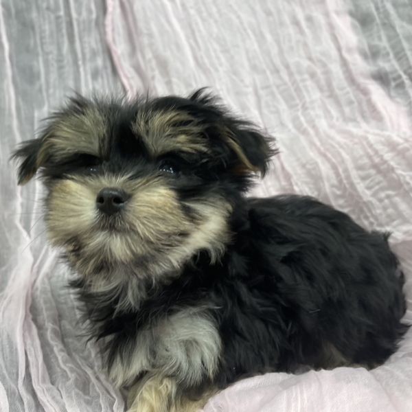 puppies for sale in boca raton