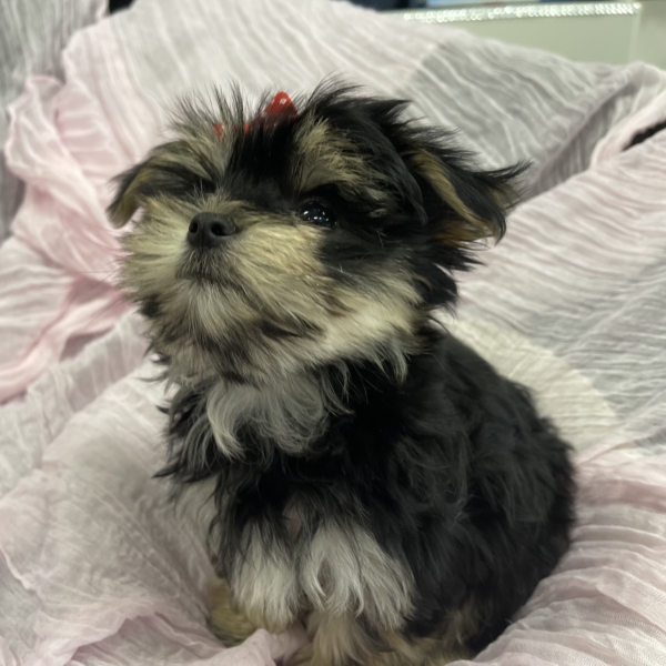 puppies for sale in boca raton