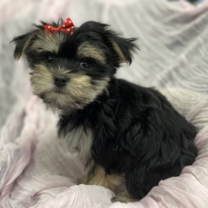 puppies for sale in boca raton