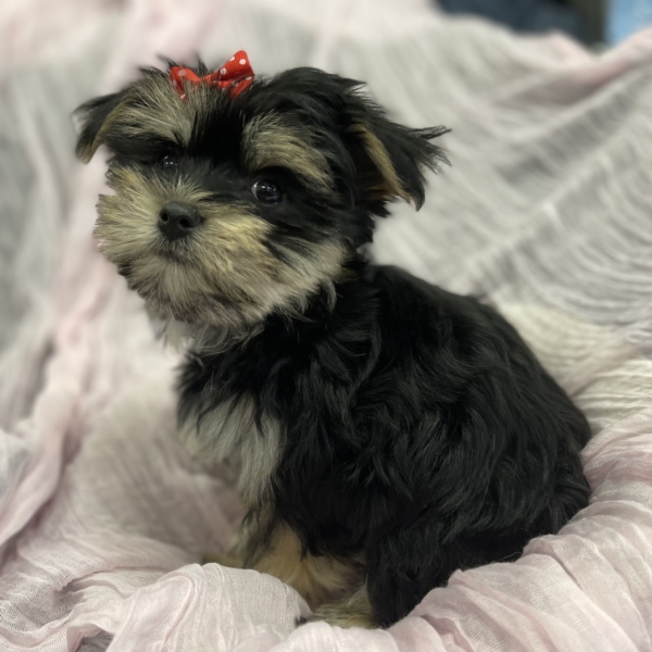 puppies for sale in boca raton