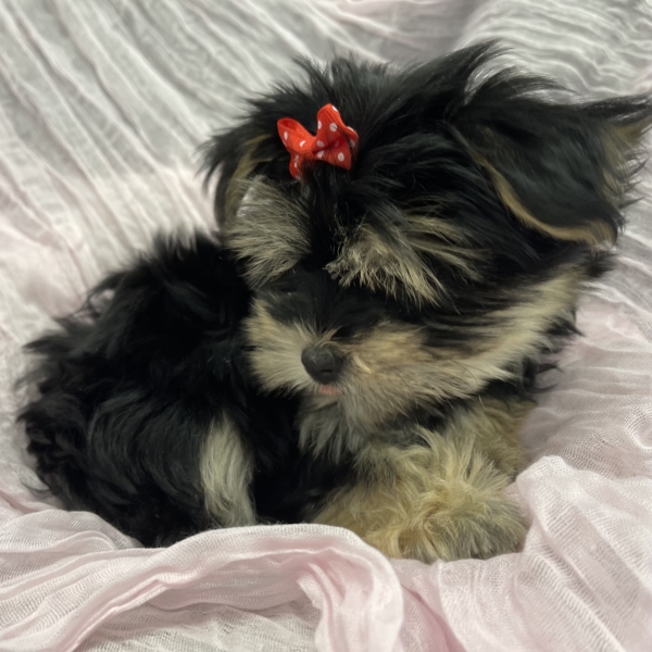 puppies for sale in boca raton