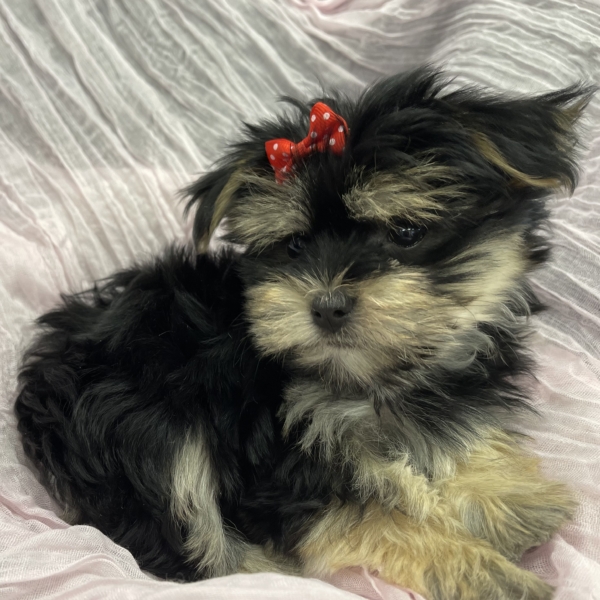 puppies for sale in boca raton