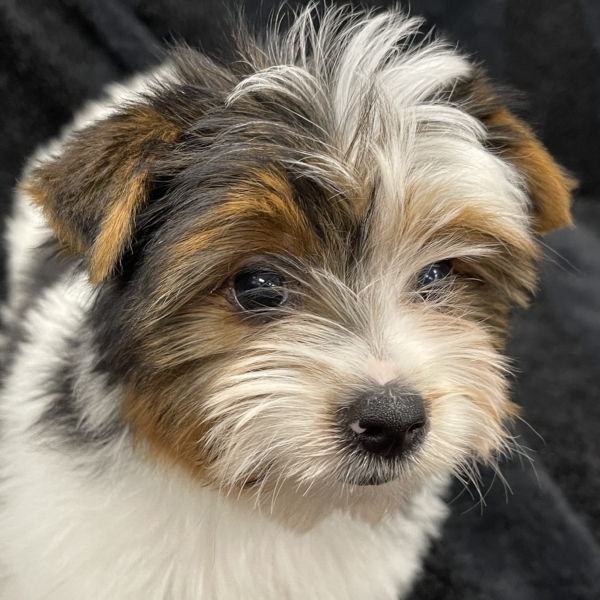 puppies for sale in boca raton