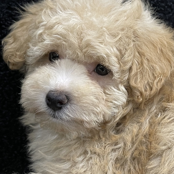 puppies for sale in boca raton