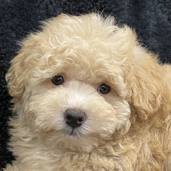 puppies for sale in boca raton