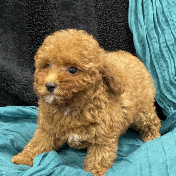 puppies for sale in boca raton