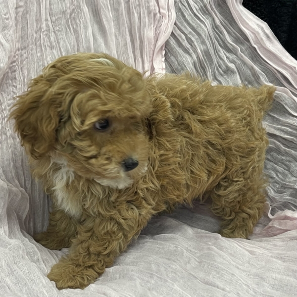 puppies for sale in boca raton