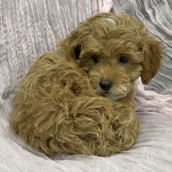 puppies for sale in boca raton